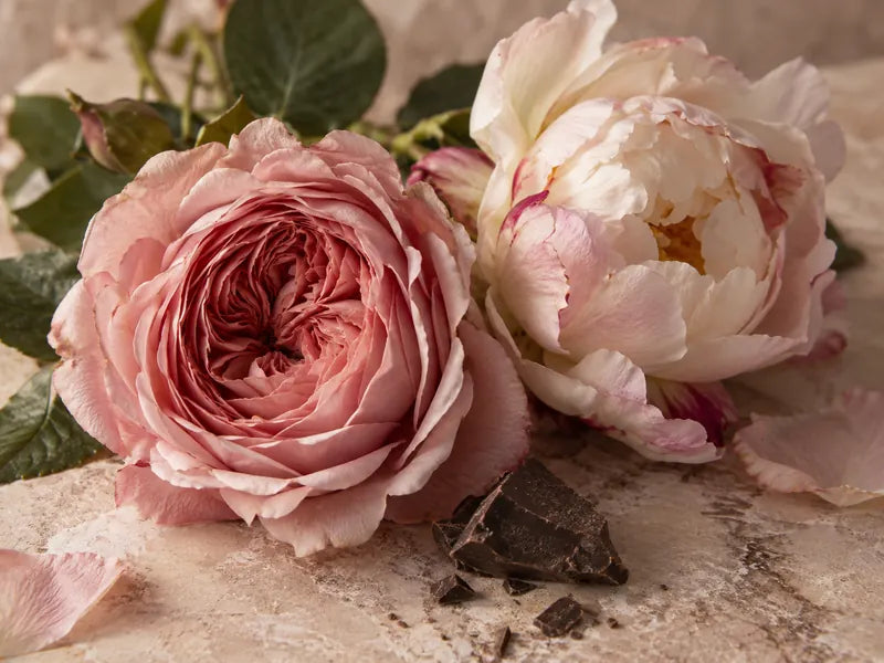 Rosa rosada, peonía y una pequeña pieza de cacao.